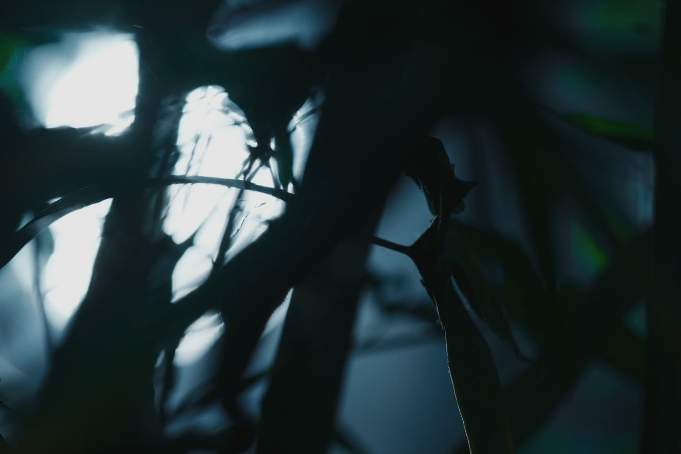 Alien Trees